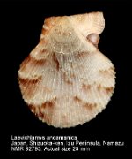 Laevichlamys andamanica (2)